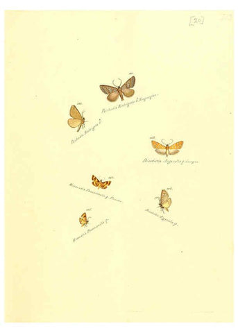 Reproducción/Reproduction 6105783795: Zuträge zur Sammlung exotischer Schmettlinge [sic] atlas Augsburg :bey dem Verfasser zu finden,1818-1837