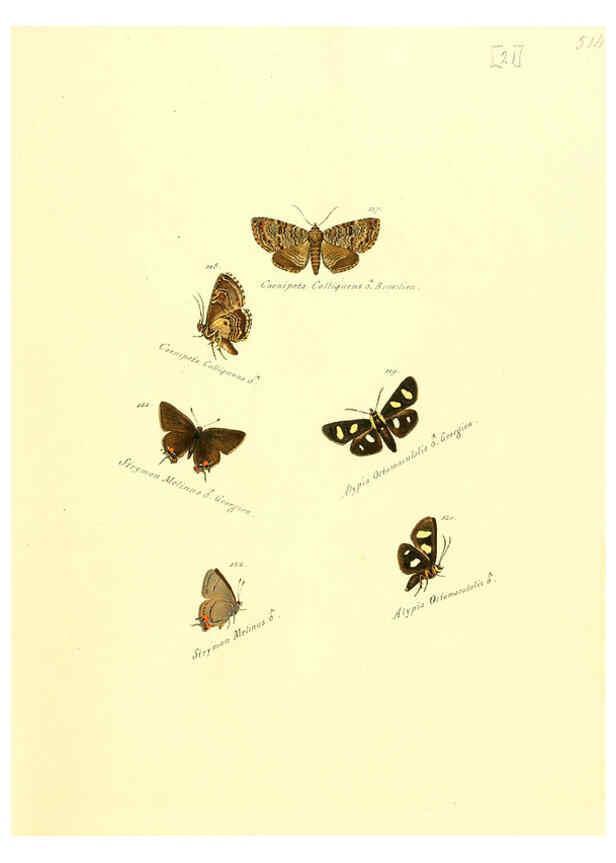 Reproducción/Reproduction 6106328336: Zuträge zur Sammlung exotischer Schmettlinge [sic] atlas Augsburg :bey dem Verfasser zu finden,1818-1837
