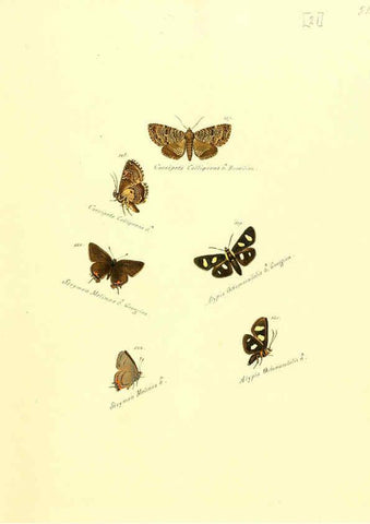 Reproducción/Reproduction 6106328336: Zuträge zur Sammlung exotischer Schmettlinge [sic] atlas Augsburg :bey dem Verfasser zu finden,1818-1837
