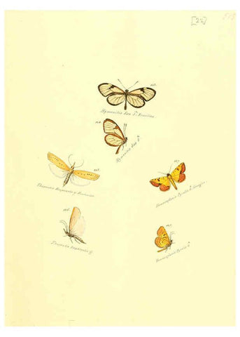 Reproducción/Reproduction 6106328520: Zuträge zur Sammlung exotischer Schmettlinge [sic] atlas Augsburg :bey dem Verfasser zu finden,1818-1837