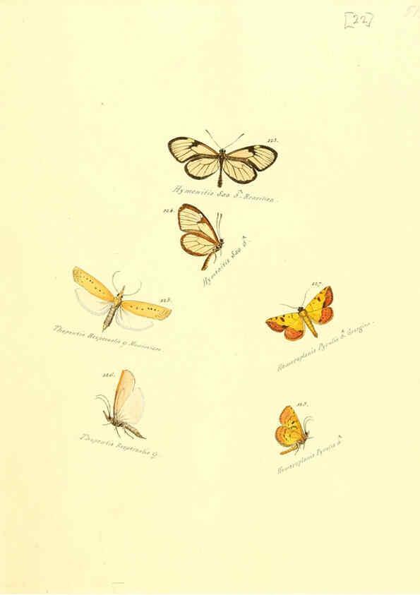 Reproducción/Reproduction 6106328520: Zuträge zur Sammlung exotischer Schmettlinge [sic] atlas Augsburg :bey dem Verfasser zu finden,1818-1837