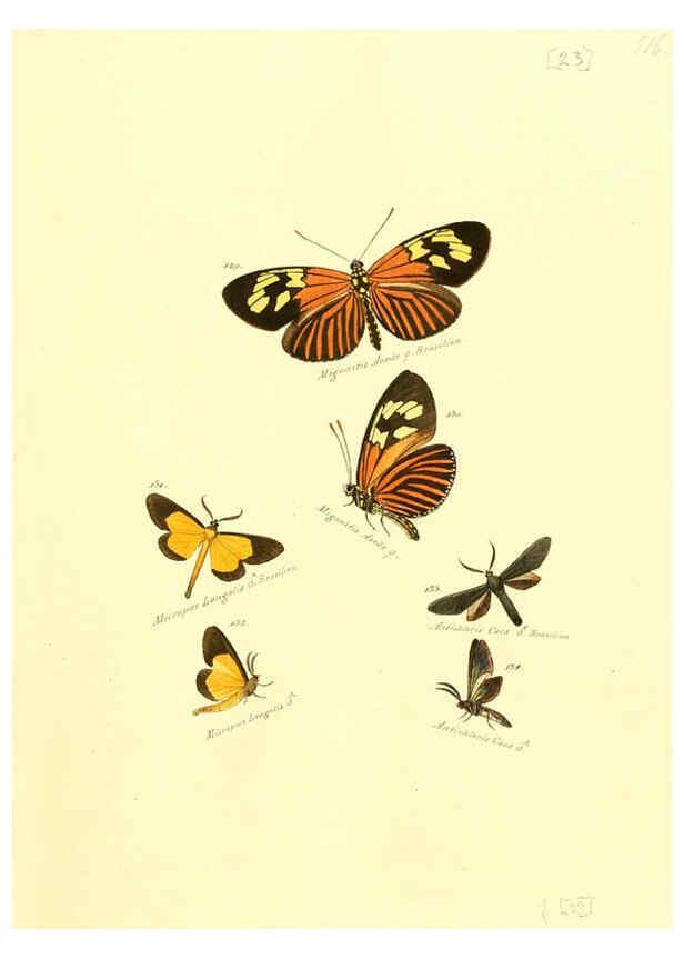 Reproducción/Reproduction 6105784499: Zuträge zur Sammlung exotischer Schmettlinge [sic] atlas Augsburg :bey dem Verfasser zu finden,1818-1837
