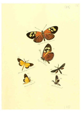 Reproducción/Reproduction 6105784499: Zuträge zur Sammlung exotischer Schmettlinge [sic] atlas Augsburg :bey dem Verfasser zu finden,1818-1837
