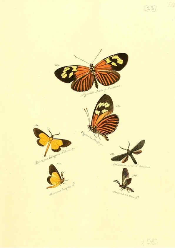 Reproducción/Reproduction 6105784499: Zuträge zur Sammlung exotischer Schmettlinge [sic] atlas Augsburg :bey dem Verfasser zu finden,1818-1837