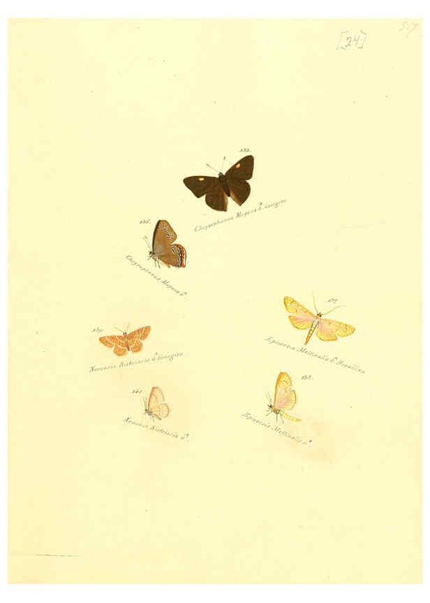 Reproducción/Reproduction 6106328994: Zuträge zur Sammlung exotischer Schmettlinge [sic] atlas Augsburg :bey dem Verfasser zu finden,1818-1837