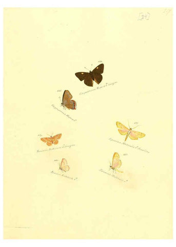 Reproducción/Reproduction 6106328994: Zuträge zur Sammlung exotischer Schmettlinge [sic] atlas Augsburg :bey dem Verfasser zu finden,1818-1837