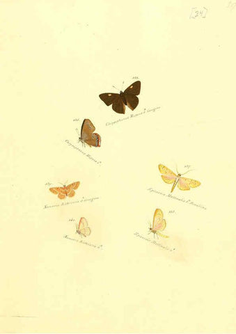 Reproducción/Reproduction 6106328994: Zuträge zur Sammlung exotischer Schmettlinge [sic] atlas Augsburg :bey dem Verfasser zu finden,1818-1837