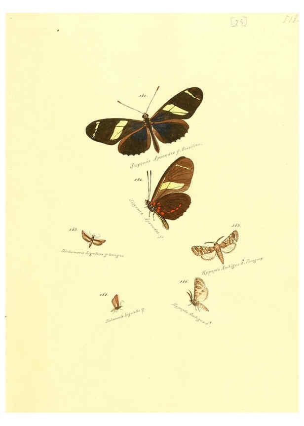 Reproducción/Reproduction 6106329194: Zuträge zur Sammlung exotischer Schmettlinge [sic] atlas Augsburg :bey dem Verfasser zu finden,1818-1837