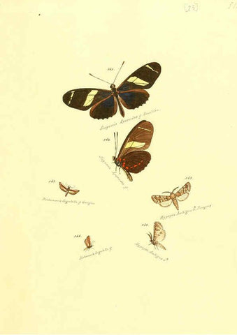 Reproducción/Reproduction 6106329194: Zuträge zur Sammlung exotischer Schmettlinge [sic] atlas Augsburg :bey dem Verfasser zu finden,1818-1837