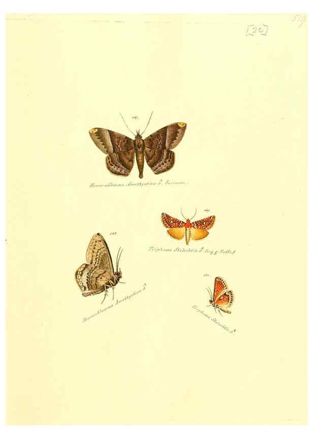 Reproducción/Reproduction 6106329656: Zuträge zur Sammlung exotischer Schmettlinge [sic] atlas Augsburg :bey dem Verfasser zu finden,1818-1837