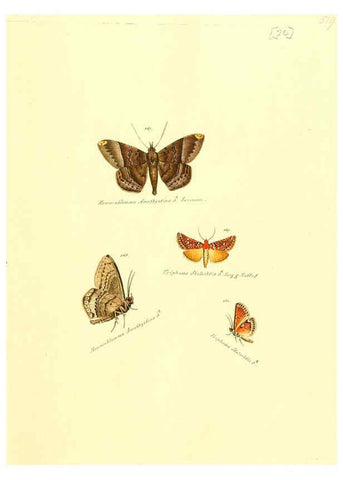 Reproducción/Reproduction 6106329656: Zuträge zur Sammlung exotischer Schmettlinge [sic] atlas Augsburg :bey dem Verfasser zu finden,1818-1837