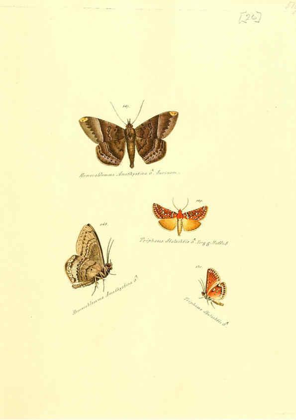 Reproducción/Reproduction 6106329656: Zuträge zur Sammlung exotischer Schmettlinge [sic] atlas Augsburg :bey dem Verfasser zu finden,1818-1837