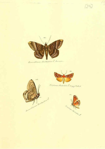 Reproducción/Reproduction 6106329656: Zuträge zur Sammlung exotischer Schmettlinge [sic] atlas Augsburg :bey dem Verfasser zu finden,1818-1837