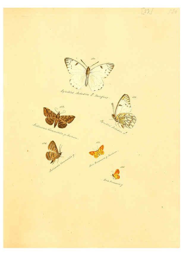 Reproducción/Reproduction 6105785711: Zuträge zur Sammlung exotischer Schmettlinge [sic] atlas Augsburg :bey dem Verfasser zu finden,1818-1837
