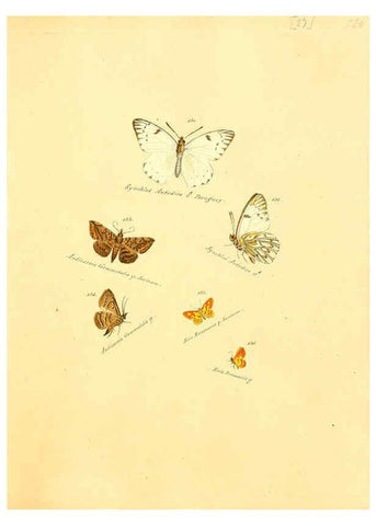 Reproducción/Reproduction 6105785711: Zuträge zur Sammlung exotischer Schmettlinge [sic] atlas Augsburg :bey dem Verfasser zu finden,1818-1837