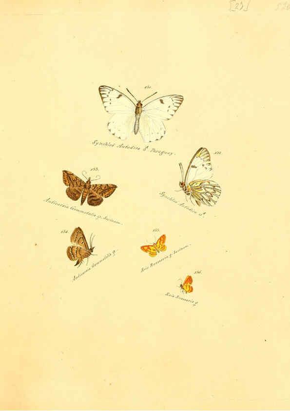 Reproducción/Reproduction 6105785711: Zuträge zur Sammlung exotischer Schmettlinge [sic] atlas Augsburg :bey dem Verfasser zu finden,1818-1837