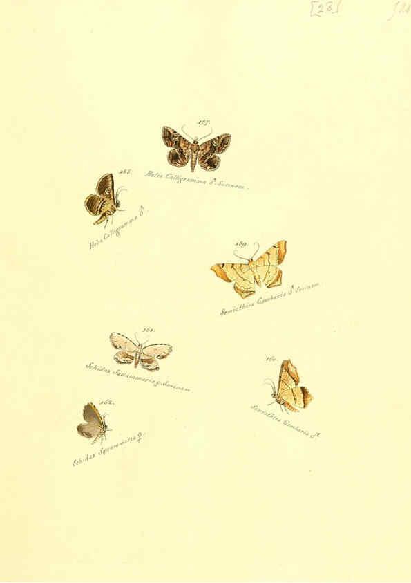 Reproducción/Reproduction 6106330144: Zuträge zur Sammlung exotischer Schmettlinge [sic] atlas Augsburg :bey dem Verfasser zu finden,1818-1837