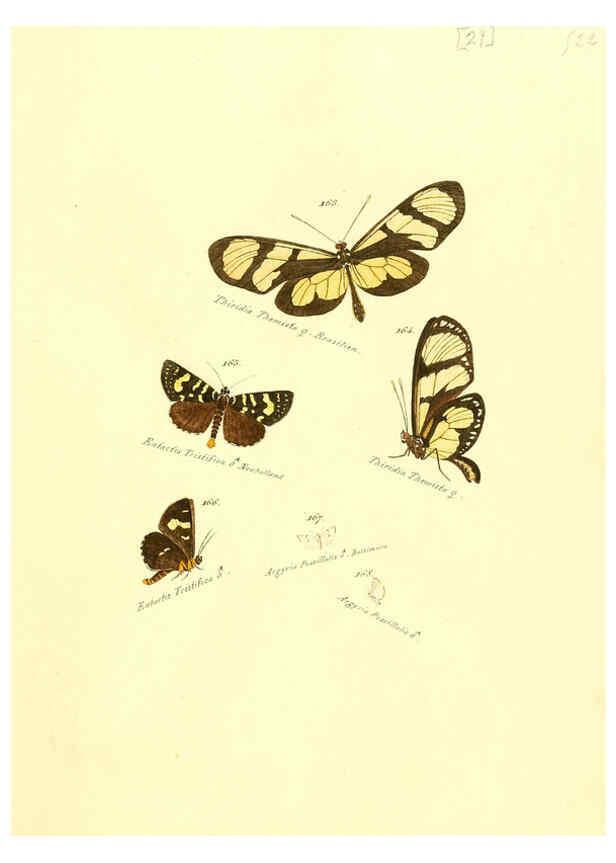 Reproducción/Reproduction 6105786405: Zuträge zur Sammlung exotischer Schmettlinge [sic] atlas Augsburg :bey dem Verfasser zu finden,1818-1837