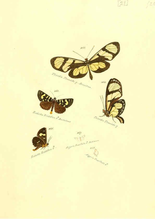Reproducción/Reproduction 6105786405: Zuträge zur Sammlung exotischer Schmettlinge [sic] atlas Augsburg :bey dem Verfasser zu finden,1818-1837