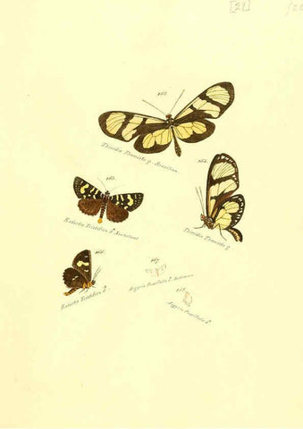 Reproducción/Reproduction 6105786405: Zuträge zur Sammlung exotischer Schmettlinge [sic] atlas Augsburg :bey dem Verfasser zu finden,1818-1837
