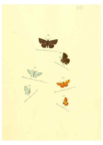 Reproducción/Reproduction 6105786685: Zuträge zur Sammlung exotischer Schmettlinge [sic] atlas Augsburg :bey dem Verfasser zu finden,1818-1837