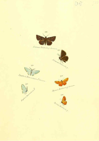 Reproducción/Reproduction 6105786685: Zuträge zur Sammlung exotischer Schmettlinge [sic] atlas Augsburg :bey dem Verfasser zu finden,1818-1837