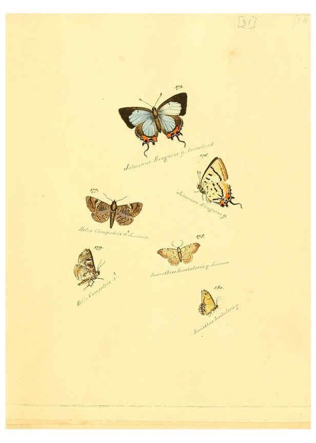 Reproducción/Reproduction 6106331078: Zuträge zur Sammlung exotischer Schmettlinge [sic] atlas Augsburg :bey dem Verfasser zu finden,1818-1837