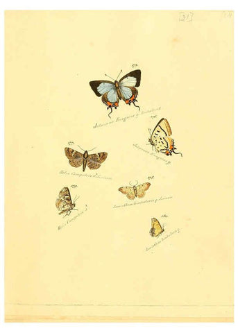 Reproducción/Reproduction 6106331078: Zuträge zur Sammlung exotischer Schmettlinge [sic] atlas Augsburg :bey dem Verfasser zu finden,1818-1837