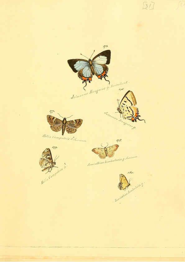 Reproducción/Reproduction 6106331078: Zuträge zur Sammlung exotischer Schmettlinge [sic] atlas Augsburg :bey dem Verfasser zu finden,1818-1837