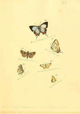 Reproducción/Reproduction 6106331078: Zuträge zur Sammlung exotischer Schmettlinge [sic] atlas Augsburg :bey dem Verfasser zu finden,1818-1837