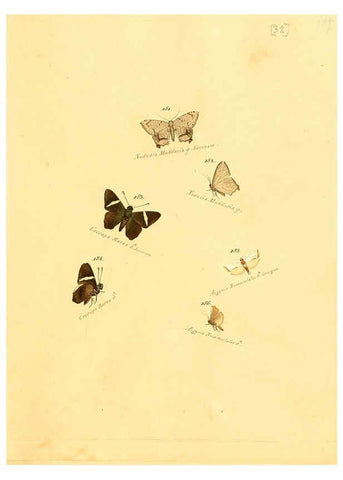 Reproducción/Reproduction 6106331394: Zuträge zur Sammlung exotischer Schmettlinge [sic] atlas Augsburg :bey dem Verfasser zu finden,1818-1837