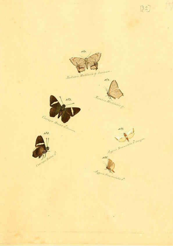 Reproducción/Reproduction 6106331394: Zuträge zur Sammlung exotischer Schmettlinge [sic] atlas Augsburg :bey dem Verfasser zu finden,1818-1837