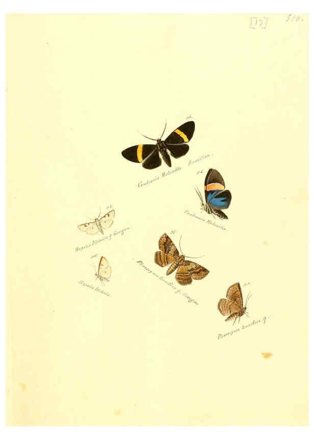 Reproducción/Reproduction 6106327540: Zuträge zur Sammlung exotischer Schmettlinge [sic] atlas Augsburg :bey dem Verfasser zu finden,1818-1837