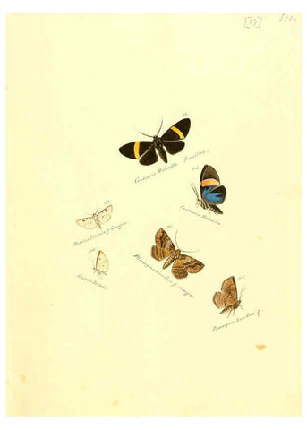 Reproducción/Reproduction 6106327540: Zuträge zur Sammlung exotischer Schmettlinge [sic] atlas Augsburg :bey dem Verfasser zu finden,1818-1837