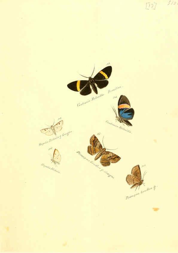 Reproducción/Reproduction 6106327540: Zuträge zur Sammlung exotischer Schmettlinge [sic] atlas Augsburg :bey dem Verfasser zu finden,1818-1837