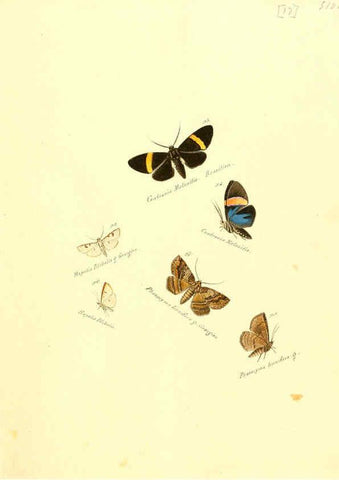 Reproducción/Reproduction 6106327540: Zuträge zur Sammlung exotischer Schmettlinge [sic] atlas Augsburg :bey dem Verfasser zu finden,1818-1837
