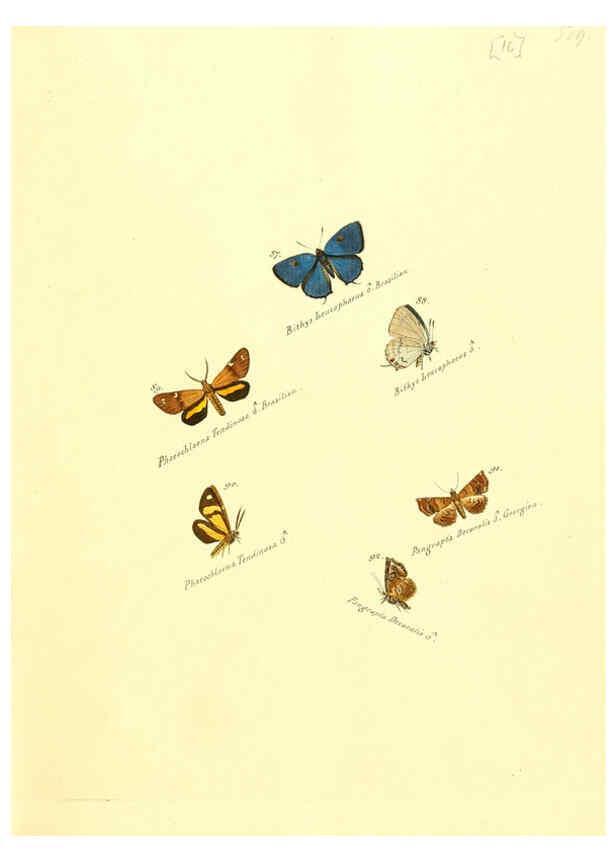 Reproducción/Reproduction 6105783023: Zuträge zur Sammlung exotischer Schmettlinge [sic] atlas Augsburg :bey dem Verfasser zu finden,1818-1837