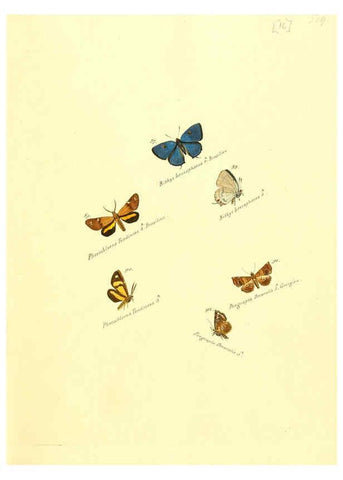 Reproducción/Reproduction 6105783023: Zuträge zur Sammlung exotischer Schmettlinge [sic] atlas Augsburg :bey dem Verfasser zu finden,1818-1837
