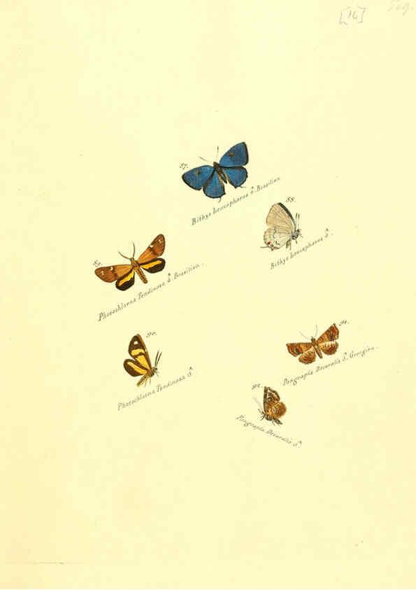 Reproducción/Reproduction 6105783023: Zuträge zur Sammlung exotischer Schmettlinge [sic] atlas Augsburg :bey dem Verfasser zu finden,1818-1837