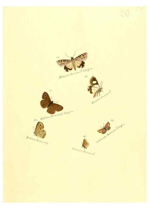 Reproducción/Reproduction 6105782651: Zuträge zur Sammlung exotischer Schmettlinge [sic] atlas Augsburg :bey dem Verfasser zu finden,1818-1837