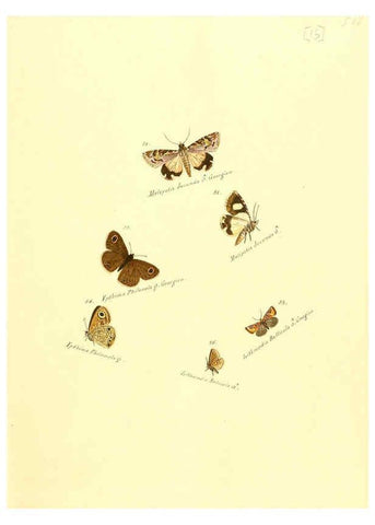 Reproducción/Reproduction 6105782651: Zuträge zur Sammlung exotischer Schmettlinge [sic] atlas Augsburg :bey dem Verfasser zu finden,1818-1837