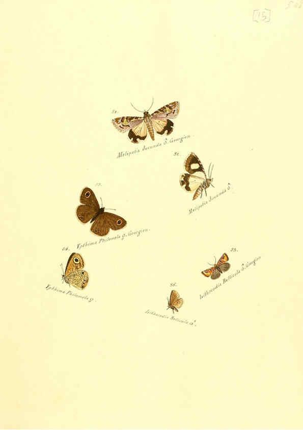 Reproducción/Reproduction 6105782651: Zuträge zur Sammlung exotischer Schmettlinge [sic] atlas Augsburg :bey dem Verfasser zu finden,1818-1837