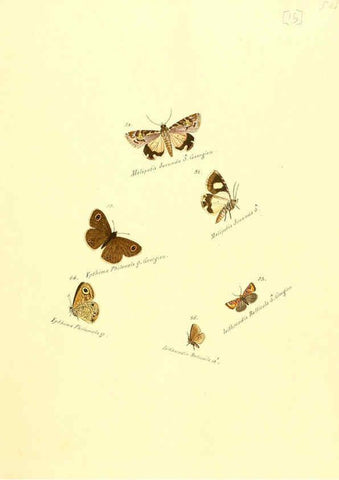 Reproducción/Reproduction 6105782651: Zuträge zur Sammlung exotischer Schmettlinge [sic] atlas Augsburg :bey dem Verfasser zu finden,1818-1837
