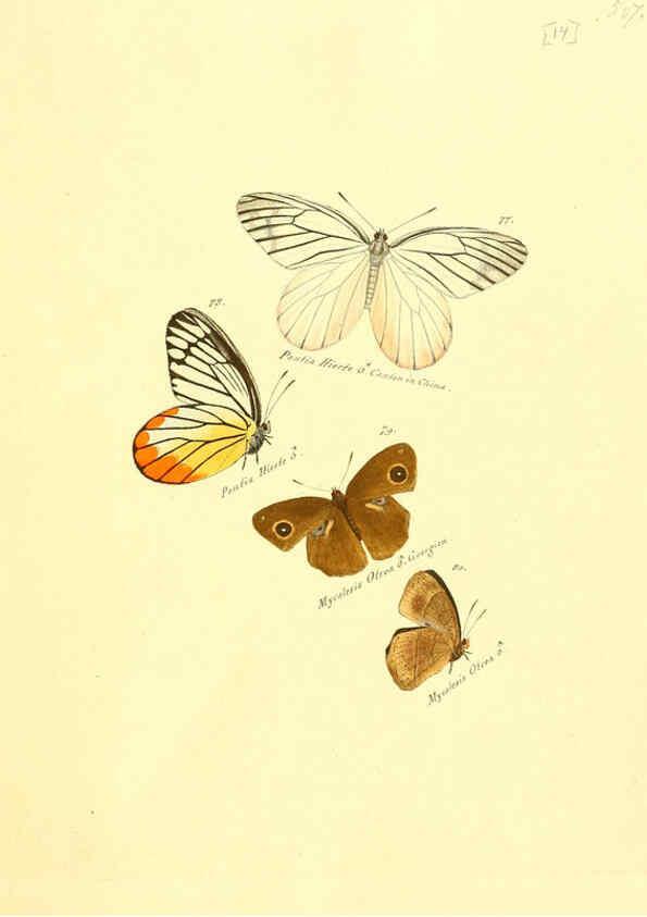Reproducción/Reproduction 6106326624: Zuträge zur Sammlung exotischer Schmettlinge [sic] atlas Augsburg :bey dem Verfasser zu finden,1818-1837
