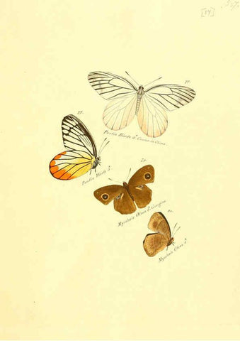 Reproducción/Reproduction 6106326624: Zuträge zur Sammlung exotischer Schmettlinge [sic] atlas Augsburg :bey dem Verfasser zu finden,1818-1837