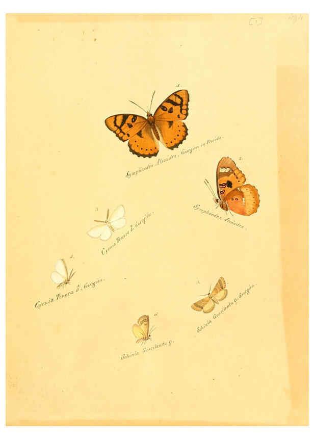 Reproducción/Reproduction 6105778671: Zuträge zur Sammlung exotischer Schmettlinge [sic] atlas Augsburg :bey dem Verfasser zu finden,1818-1837