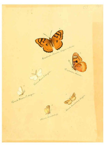 Reproducción/Reproduction 6105778671: Zuträge zur Sammlung exotischer Schmettlinge [sic] atlas Augsburg :bey dem Verfasser zu finden,1818-1837