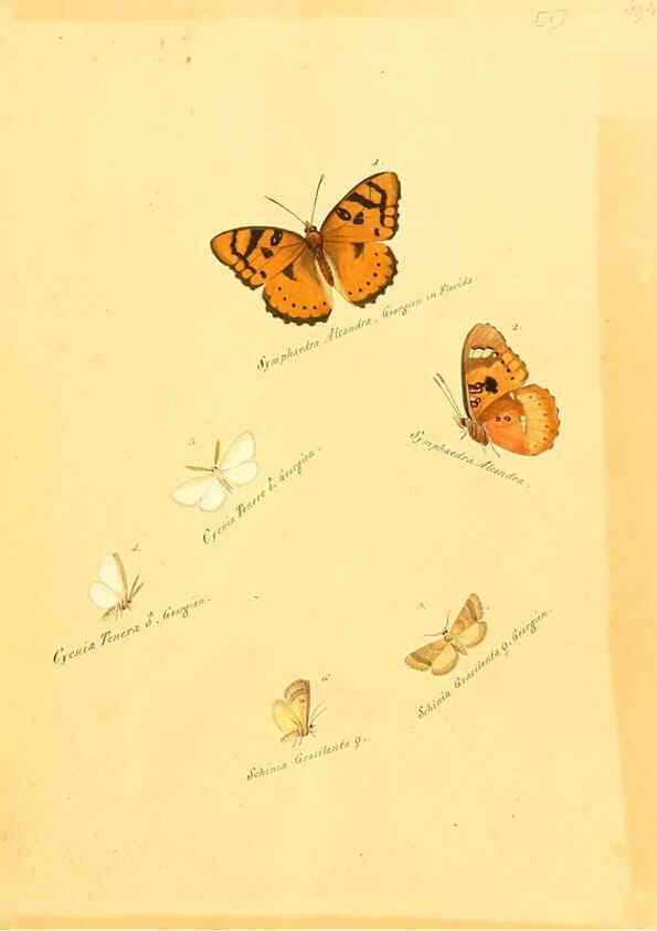 Reproducción/Reproduction 6105778671: Zuträge zur Sammlung exotischer Schmettlinge [sic] atlas Augsburg :bey dem Verfasser zu finden,1818-1837