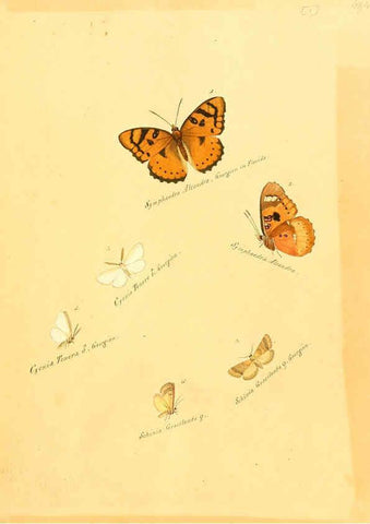 Reproducción/Reproduction 6105778671: Zuträge zur Sammlung exotischer Schmettlinge [sic] atlas Augsburg :bey dem Verfasser zu finden,1818-1837