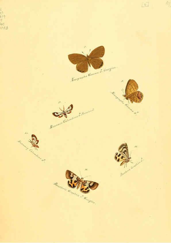 Reproducción/Reproduction 6106323622: Zuträge zur Sammlung exotischer Schmettlinge [sic] atlas Augsburg :bey dem Verfasser zu finden,1818-1837